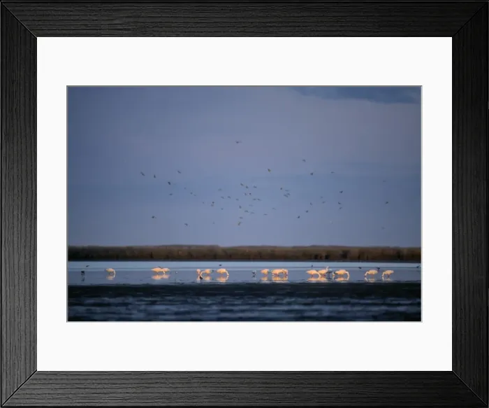 Framed Print : Coscoroba Swan - post breeding concentration - May - Argentine Pampa - Argentina Framed Print : Coscoroba Swan - post breeding concentration - May - Argentine Pampa - Argentina