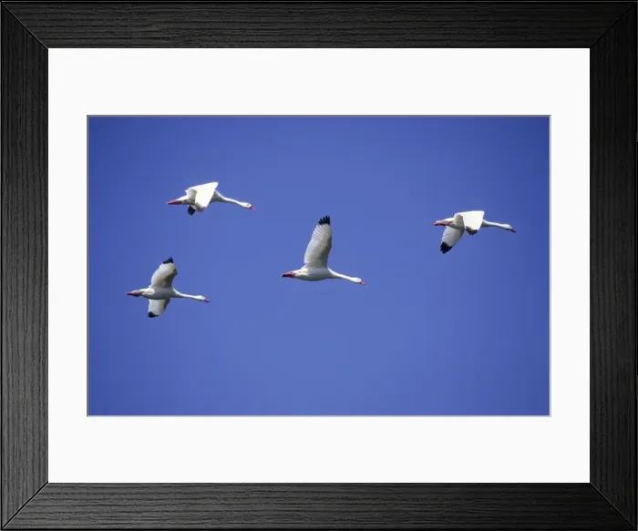 Framed Print : Coscoroba Swans - in flight - Argentine Pampa - Argentina Framed Print : Coscoroba Swans - in flight - Argentine Pampa - Argentina