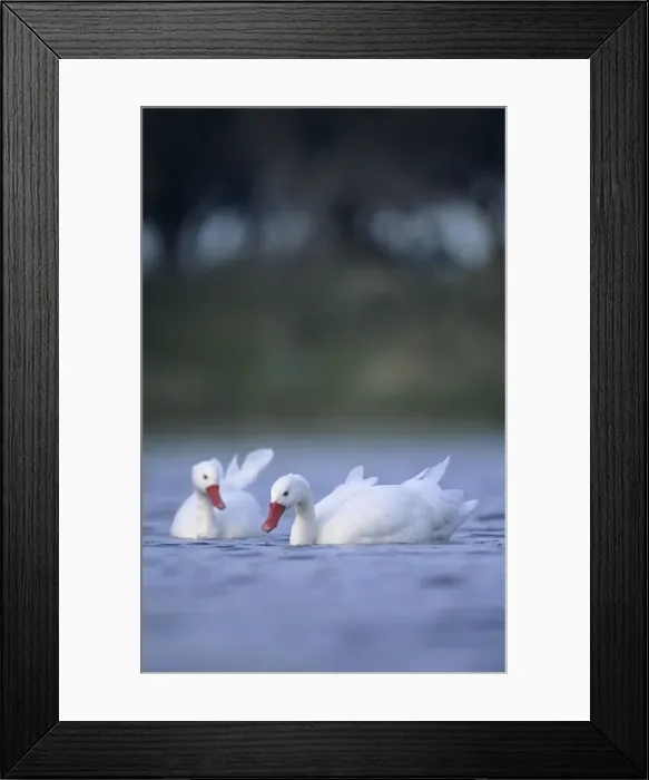Framed Print : Coscoroba Swans - in water at the breeding site - Sep - Argentine Pampa - Argentina Framed Print : Coscoroba Swans - in water at the breeding site - Sep - Argentine Pampa - Argentina