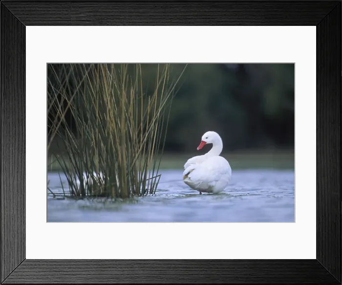 Framed Print : Coscoroba Swan - standing in water at the breeding site - Sep - Argentine Pampa - Argentina Framed Print : Coscoroba Swan - standing in water at the breeding site - Sep - Argentine Pampa - Argentina