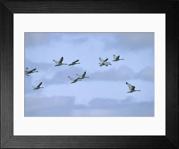 Framed Print : Coscoroba Swan - in flight - post breeding concentration - April - Argentine Pampa - Argentina Framed Print : Coscoroba Swan - in flight - post breeding concentration - April - Argentine Pampa - Argentina