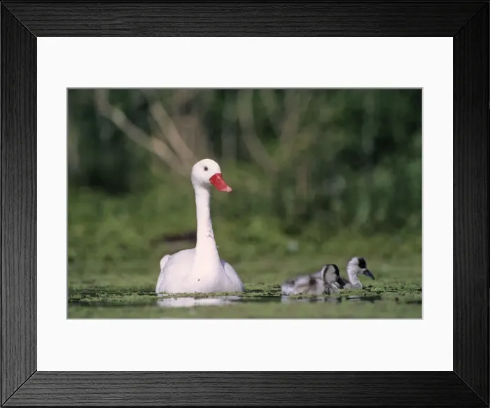 Framed Print : Coscoroba Swans - adult with young in water at the breeding site - Sep - Argentine Pampa - Argentina Framed Print : Coscoroba Swans - adult with young in water at the breeding site - Sep - Argentine Pampa - Argentina