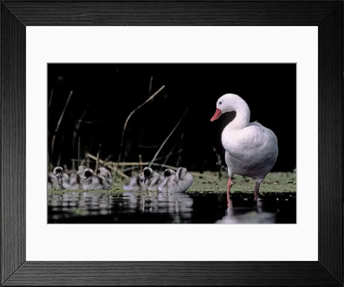 Framed Print : Coscoroba Swans - adult with young in water at the breeding site - Sep - Argentine Pampa - Argentina
