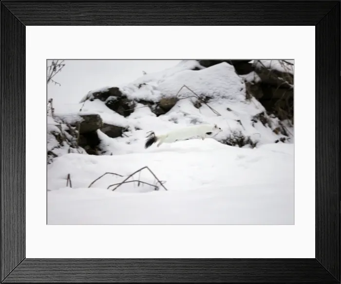 Framed Print : Ermine / Stoat / Short-tailed weasel - running through snow - January - Swiss Jura - Switzerland Framed Print : Ermine / Stoat / Short-tailed weasel - running through snow - January - Swiss Jura - Switzerland