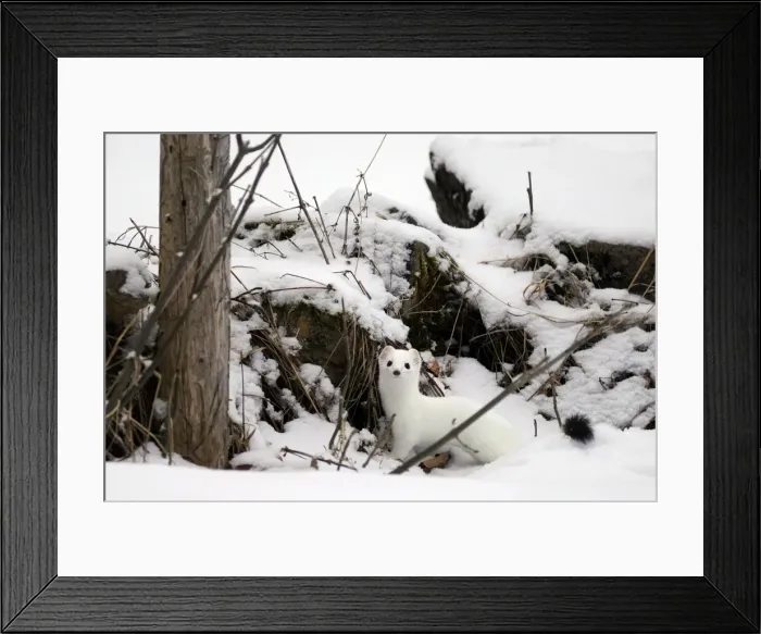 Framed Print : Ermine / Stoat / Short-tailed weasel - in snow - January - Swiss Jura - Switzerland Framed Print : Ermine / Stoat / Short-tailed weasel - in snow - January - Swiss Jura - Switzerland