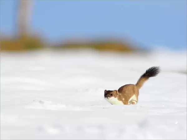 Ermine  /  Stoat  /  Short-tailed weasel - running through snow - March - Swiss Jura - Switzerland