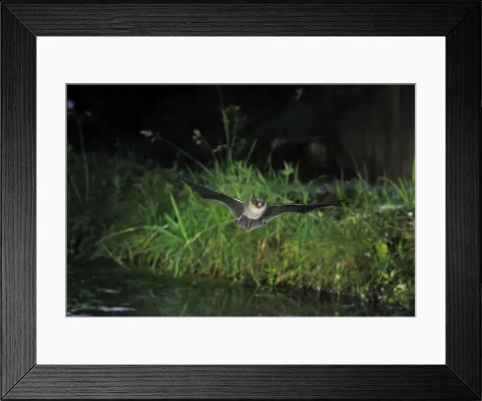 Framed Print : Whiskered Bat (sensu lato - impossible to know exact identity without a hand determination') - in flight above a pool - Jura Mountain - Switzerland Framed Print : Whiskered Bat (sensu lato - impossible to know exact identity without a hand determination') - in flight above a pool - Jura Mountain - Switzerland