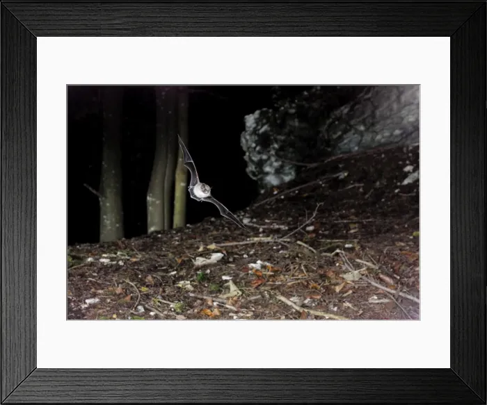 Framed Print : Whiskered Bat (sensu lato - impossible to know exact identity without a hand determination') - in flight a Fagus-Abies forest - Jura Mountain - Switzerland Framed Print : Whiskered Bat (sensu lato - impossible to know exact identity without a hand determination') - in flight a Fagus-Abies forest - Jura Mountain - Switzerland