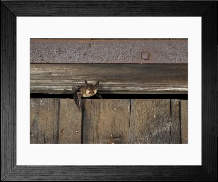 Framed Print : Brown long-eared Bat - flying out of a barn - July - Swiss Jura - Switzerland Framed Print : Brown long-eared Bat - flying out of a barn - July - Swiss Jura - Switzerland