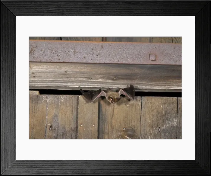 Framed Print : Brown long-eared Bat - flying out of a barn - July - Swiss Jura - Switzerland Framed Print : Brown long-eared Bat - flying out of a barn - July - Swiss Jura - Switzerland
