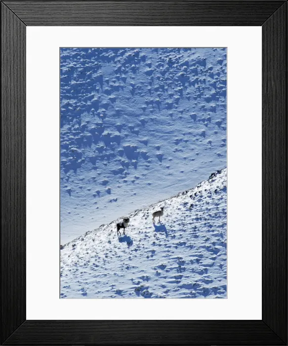 Framed Print : Argali / Wild Sheep 4600m - Tibetian plateau Framed Print : Argali / Wild Sheep 4600m - Tibetian plateau