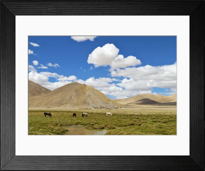 Framed Print : Horses - Tibetan landscape Framed Print : Horses - Tibetan landscape