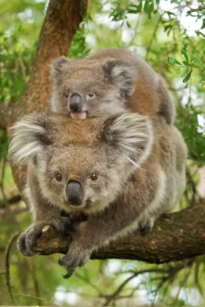 Koala - with young on back - Victoria - Australia