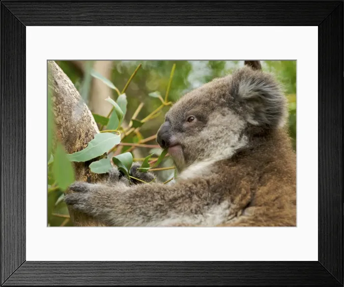 Framed Print : Koala - young eating Eucalyptus leaves - Victoria - Australia