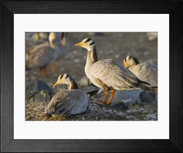 Framed Print : Bar-headed geese - Quinghai Tibet plateau - China