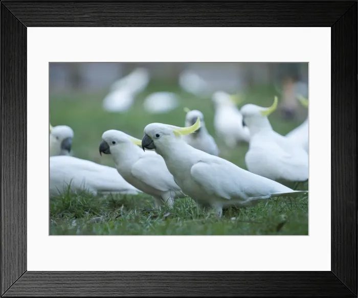 Framed Print : Sulphur Crested Cockatoos - Dandenong - Australia Framed Print : Sulphur Crested Cockatoos - Dandenong - Australia