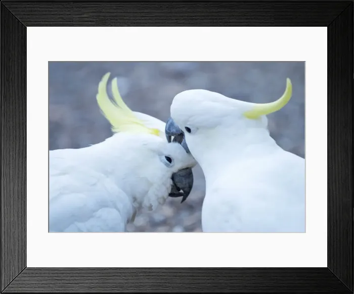 Framed Print : Sulphur Crested Cockatoos - two birds preening - Victoria Dandenong -Melbourne - Australia Framed Print : Sulphur Crested Cockatoos - two birds preening - Victoria Dandenong -Melbourne - Australia