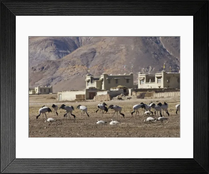 Framed Print : Black-necked Cranes - graze on farm land - Tibet Framed Print : Black-necked Cranes - graze on farm land - Tibet