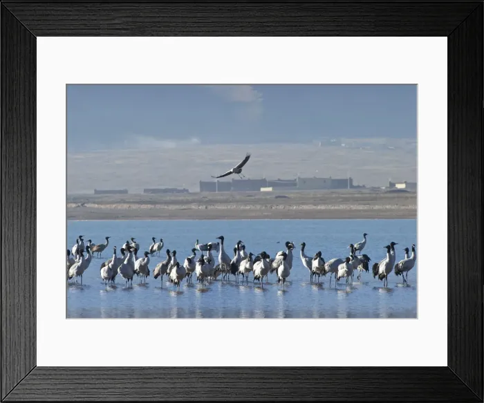 Framed Print : Black-necked Cranes - on small lake - Tibet Framed Print : Black-necked Cranes - on small lake - Tibet