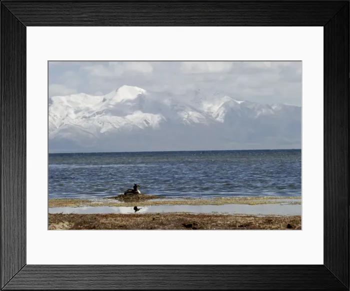 Framed Print : Great Crested Grebe - on nest - Lake Manasarovar - Tibet Framed Print : Great Crested Grebe - on nest - Lake Manasarovar - Tibet