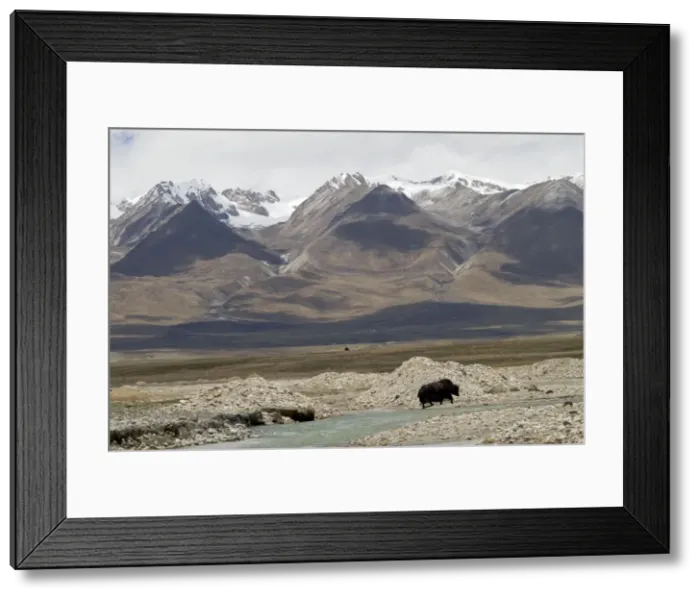Framed Print : Yak - crossing river with snow covered mountains in background - Tibet Framed Print : Yak - crossing river with snow covered mountains in background - Tibet