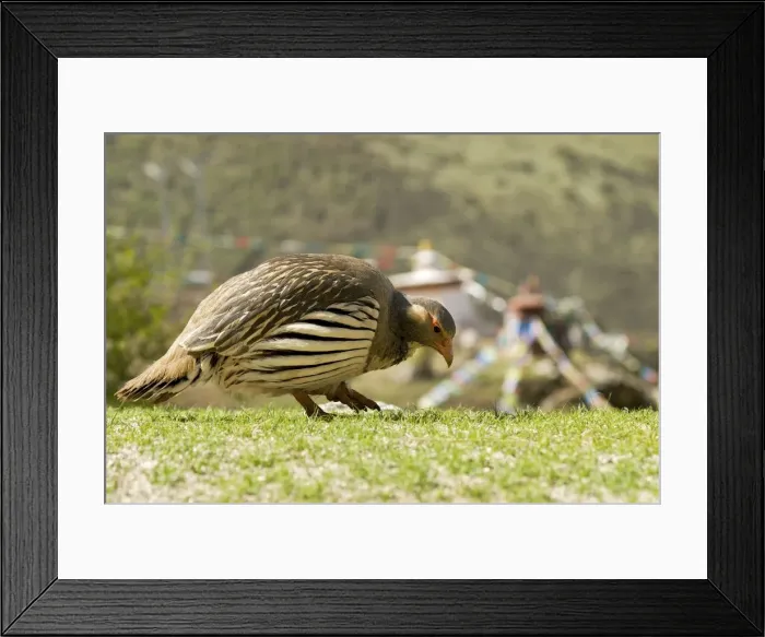 Framed Print : Tibetan Snowcock - with prayer flags in the distance - Tibet Framed Print : Tibetan Snowcock - with prayer flags in the distance - Tibet