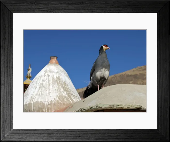 Framed Print : Tibetan White eared Pheasent - Xiongse Monastery - Tibet Framed Print : Tibetan White eared Pheasent - Xiongse Monastery - Tibet