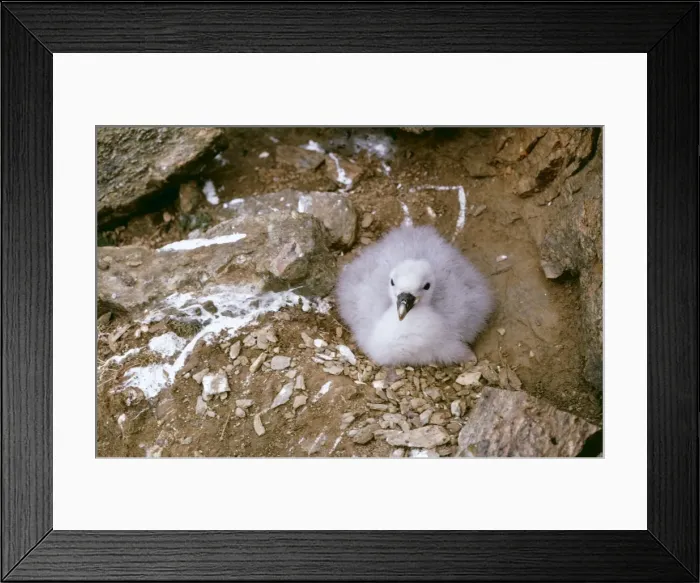 Framed Print : Fulmar BS 348 Young on cliff edge Fulmarus glacialis © B. L. Sage / ARDEA LONDON Framed Print : Fulmar BS 348 Young on cliff edge Fulmarus glacialis © B. L. Sage / ARDEA LONDON