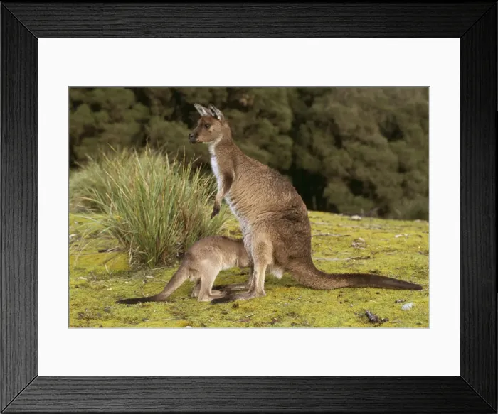 Framed Print : Western Grey Kangaroo CAN 1034 With young Macropus fuliginosus fuliginosus © John Cancalosi / ARDEA LONDON Framed Print : Western Grey Kangaroo CAN 1034 With young Macropus fuliginosus fuliginosus © John Cancalosi / ARDEA LONDON
