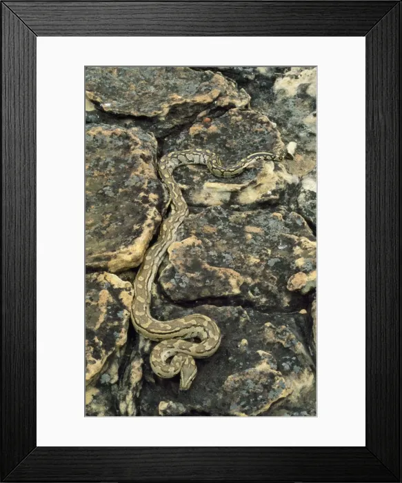 Framed Print : African Rock Python Zimbabwe, Africa Framed Print : African Rock Python Zimbabwe, Africa