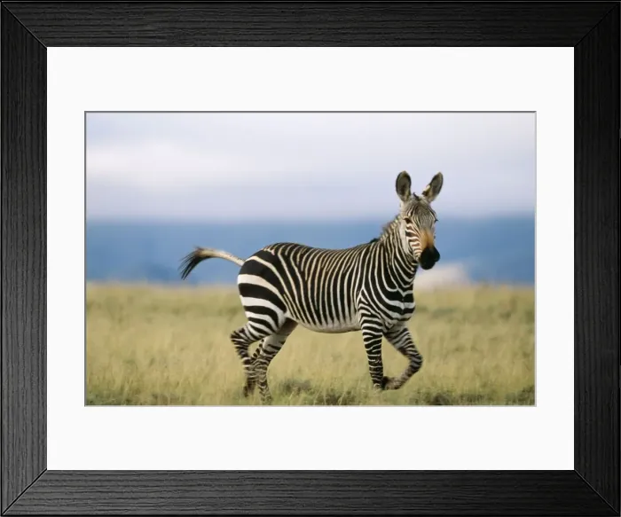Framed Print : Cape Mountain Zebra CAN 1251 IUCN Endangered, South Africa. Equus z. zebra © John Cancalosi / ARDEA LONDON Framed Print : Cape Mountain Zebra CAN 1251 IUCN Endangered, South Africa. Equus z. zebra © John Cancalosi / ARDEA LONDON