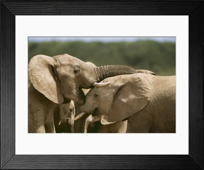 Framed Print : African Elephant CAN 1279 South Africa. IUCN Endangered Loxodonta africana © John Cancalosi / ARDEA LONDON Framed Print : African Elephant CAN 1279 South Africa. IUCN Endangered Loxodonta africana © John Cancalosi / ARDEA LONDON