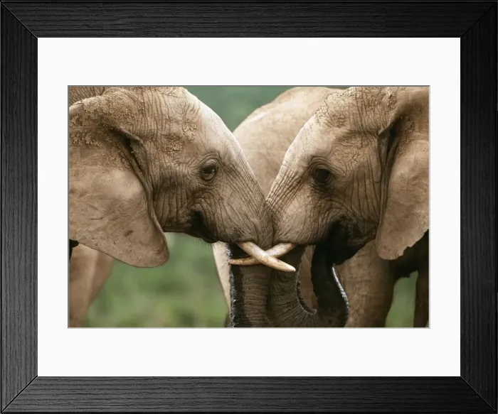 Framed Print : African Elephant CAN 1280 IUCN Endangered, South Africa Loxodonta africana © John Cancalosi / ARDEA LONDON Framed Print : African Elephant CAN 1280 IUCN Endangered, South Africa Loxodonta africana © John Cancalosi / ARDEA LONDON