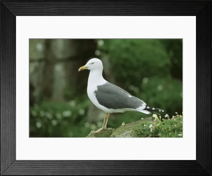 Framed Print : Lesser Black Backed Gull CAN 1297 UK Larus fuscus © John Cancalosi / ARDEA LONDON Framed Print : Lesser Black Backed Gull CAN 1297 UK Larus fuscus © John Cancalosi / ARDEA LONDON