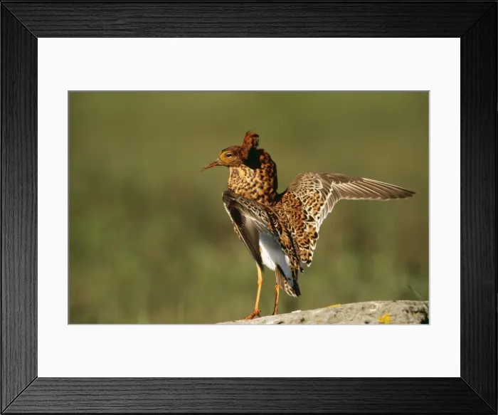 Framed Print : Ruff CAN 1339 Male on Lek, Sweden. Philomachus pugnax © John Cancalosi / ARDEA LONDON Framed Print : Ruff CAN 1339 Male on Lek, Sweden. Philomachus pugnax © John Cancalosi / ARDEA LONDON