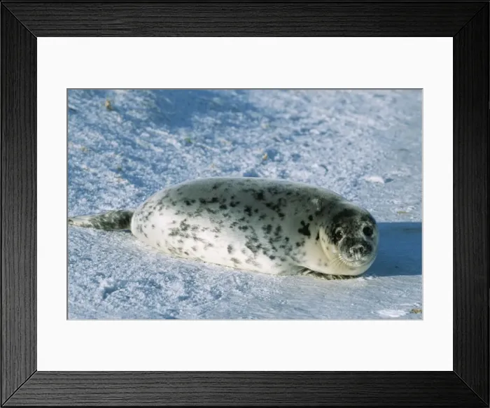 Framed Print : Grey Seal CAN 1345 UK Halichoerus grypus © John Cancalosi / ARDEA LONDON Framed Print : Grey Seal CAN 1345 UK Halichoerus grypus © John Cancalosi / ARDEA LONDON