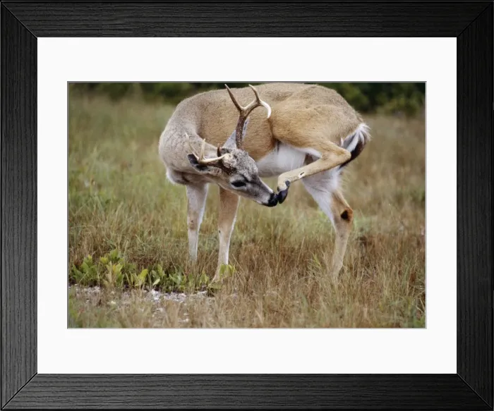 Framed Print : Key Deer - subspecies of the White-tailed Deer - scratching head with back leg Framed Print : Key Deer - subspecies of the White-tailed Deer - scratching head with back leg