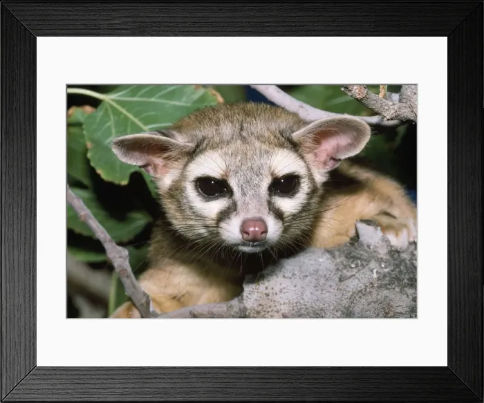 Framed Print : Cacomistle / RIng-tailed Cat Framed Print : Cacomistle / RIng-tailed Cat