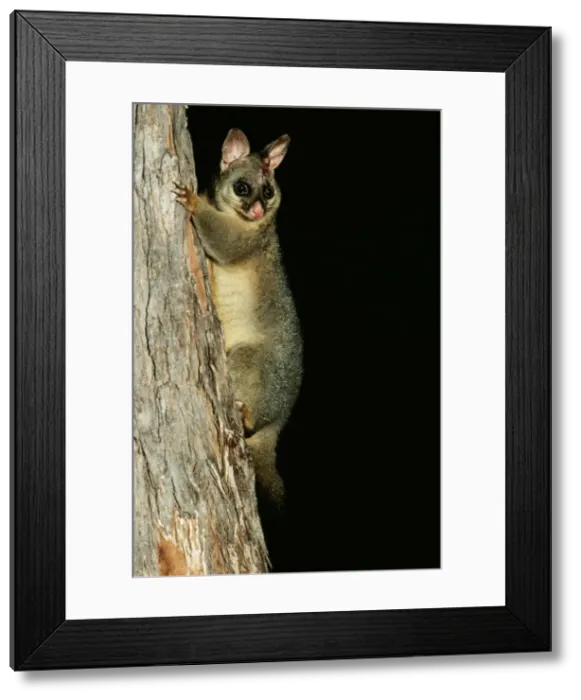 Framed Print : Brushtail Possum CAN 1409 Trichosurus vulpecula © John Cancalosi / ARDEA LONDON Framed Print : Brushtail Possum CAN 1409 Trichosurus vulpecula © John Cancalosi / ARDEA LONDON