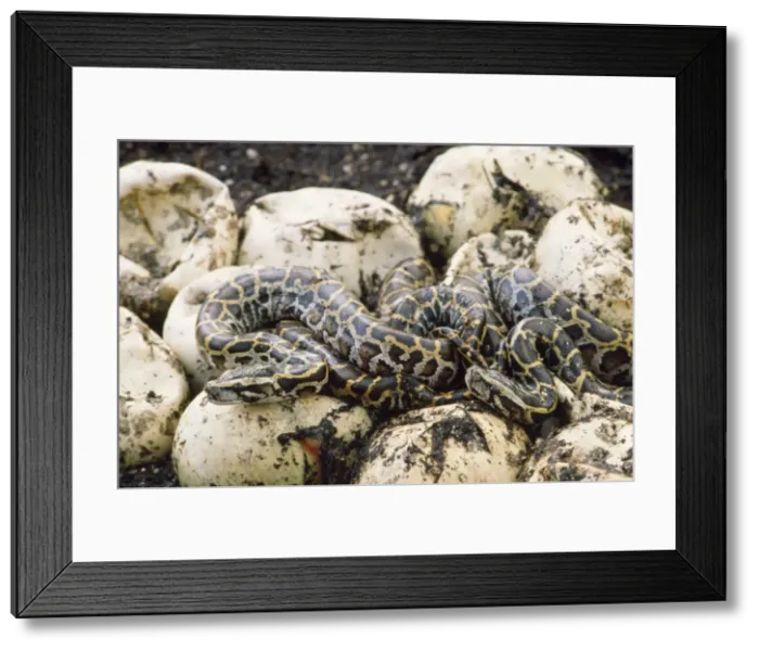 Framed Print : Burmese Python - hatchlings Framed Print : Burmese Python - hatchlings