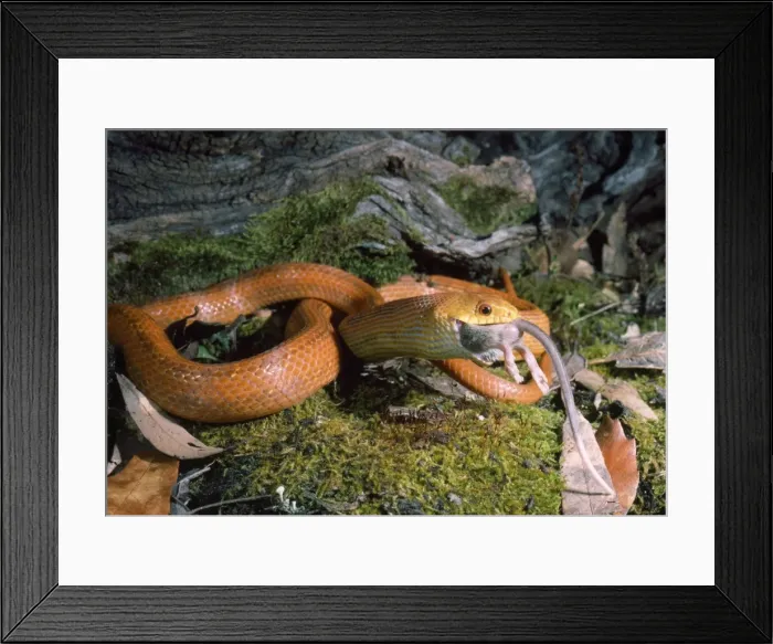 Framed Print : Everglades / Orange Rat Snake - with rat prey in mouth Framed Print : Everglades / Orange Rat Snake - with rat prey in mouth