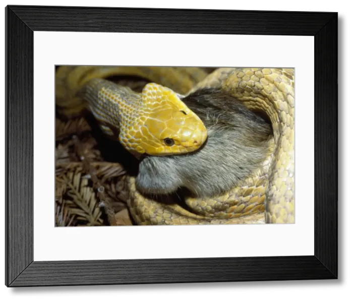 Framed Print : Yellow Rat Snake - with rat prey in mouth Framed Print : Yellow Rat Snake - with rat prey in mouth