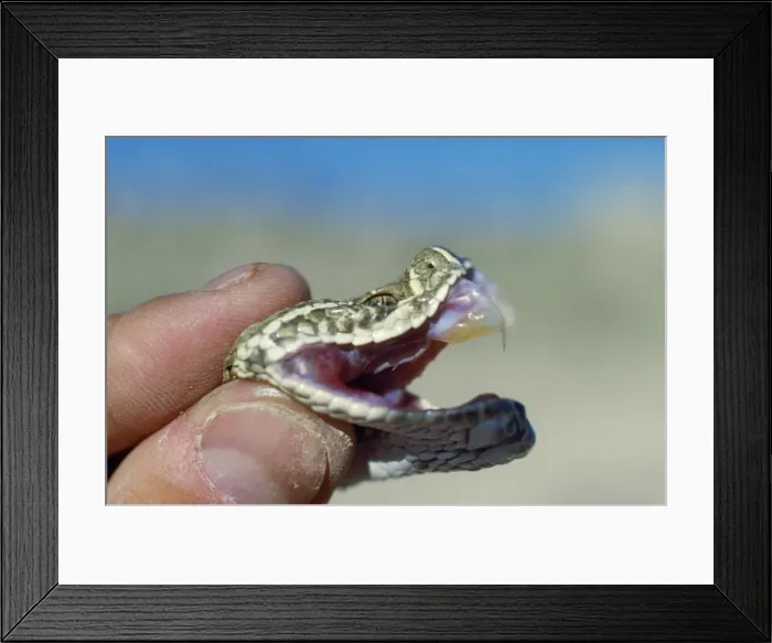Framed Print : Rattlesnake - showing fangs Framed Print : Rattlesnake - showing fangs
