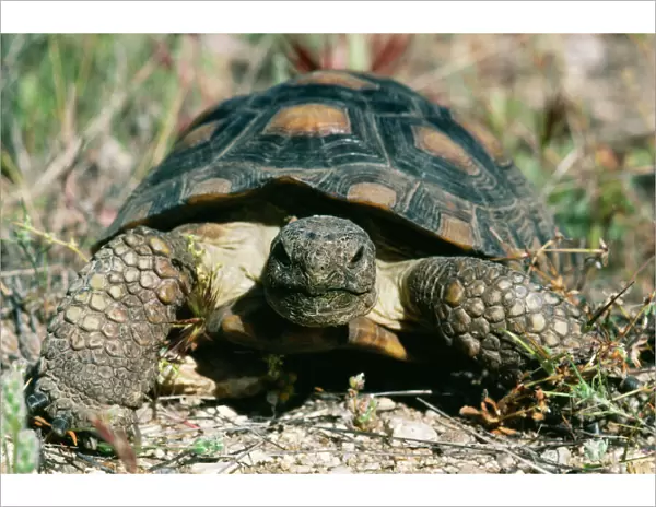 Desert Tortoise CAN 1556 Gopherus agassizi © John Cancalosi  /  ARDEA LONDON