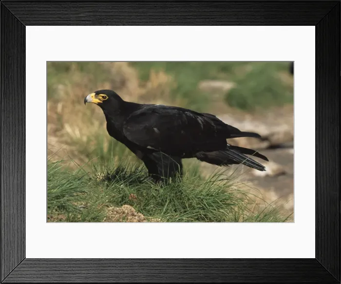 Framed Print : Verreaux's (Black) Eagle CAN 1708 South Africa Aquila verreauxii © John Cancalosi / ARDEA LONDON Framed Print : Verreaux's (Black) Eagle CAN 1708 South Africa Aquila verreauxii © John Cancalosi / ARDEA LONDON