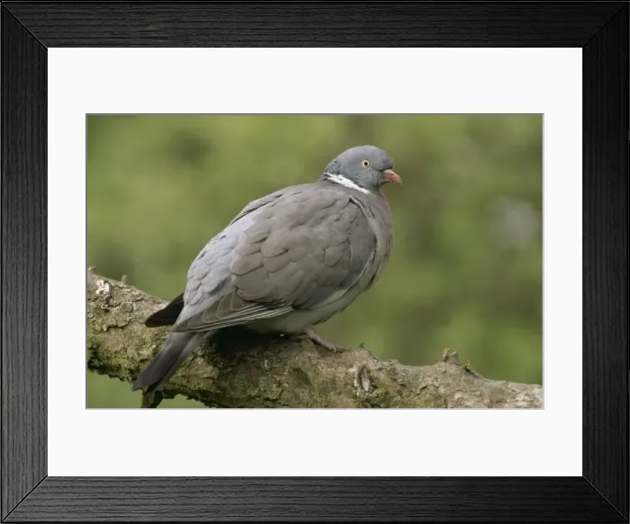 Framed Print : Wood Pigeon CAN 171 England Latin name © J. Cancalosi / ARDEA LONDON Framed Print : Wood Pigeon CAN 171 England Latin name © J. Cancalosi / ARDEA LONDON