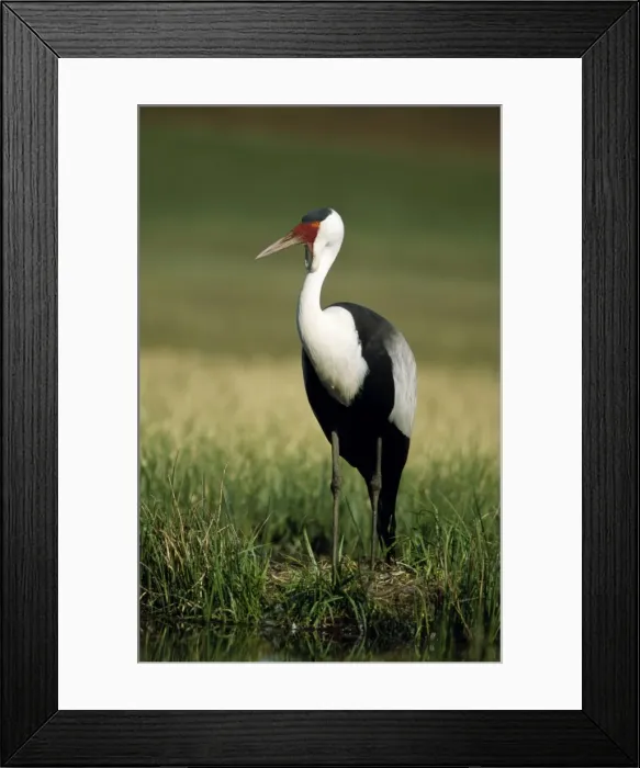 Framed Print : Wattled Crane CAN 1711 South Africa Grus carunculatus © John Cancalosi / ARDEA LONDON Framed Print : Wattled Crane CAN 1711 South Africa Grus carunculatus © John Cancalosi / ARDEA LONDON