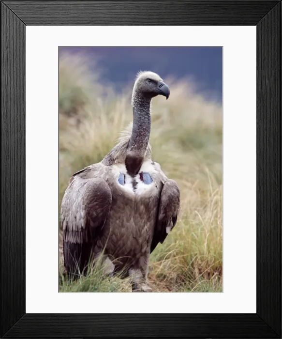 Framed Print : Cape Vulture CAN 1723 South Africa Gyps coprotheres © John Cancalosi / ARDEA LONDON Framed Print : Cape Vulture CAN 1723 South Africa Gyps coprotheres © John Cancalosi / ARDEA LONDON