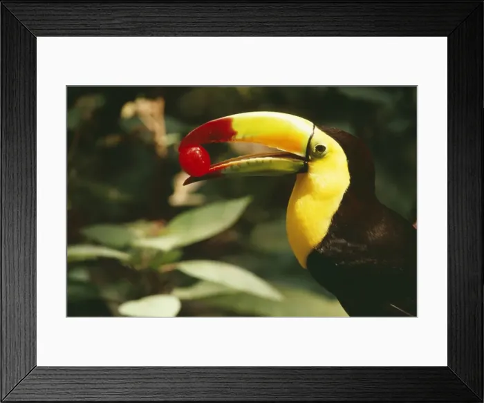 Framed Print : Keel Billed Toucan CAN 1800 Side view with frit in beak, South Mexico, USA. © John Cancalosi / ARDEA LONDON Framed Print : Keel Billed Toucan CAN 1800 Side view with frit in beak, South Mexico, USA. © John Cancalosi / ARDEA LONDON