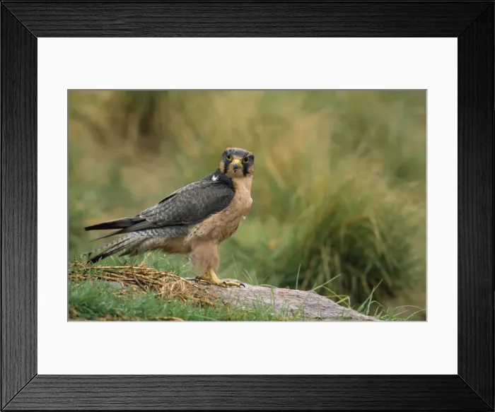 Framed Print : Lanner Falcon South Africa Framed Print : Lanner Falcon South Africa